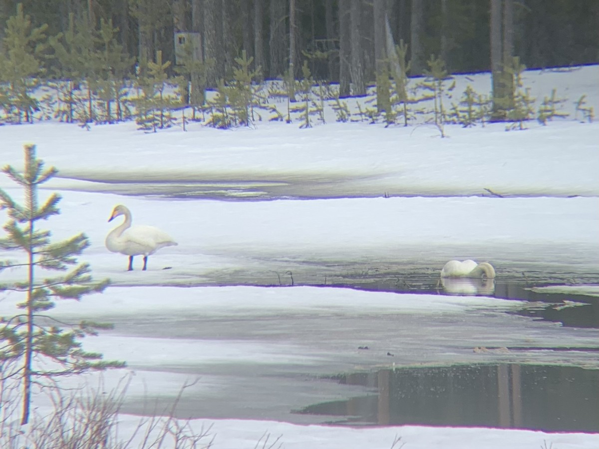 Whooper Swan - ML619383807