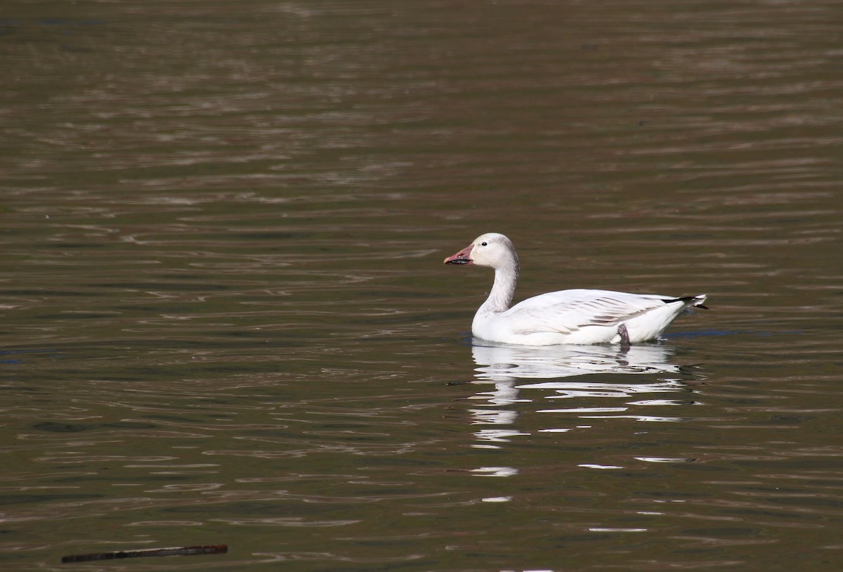 Snow Goose - Jared Peck