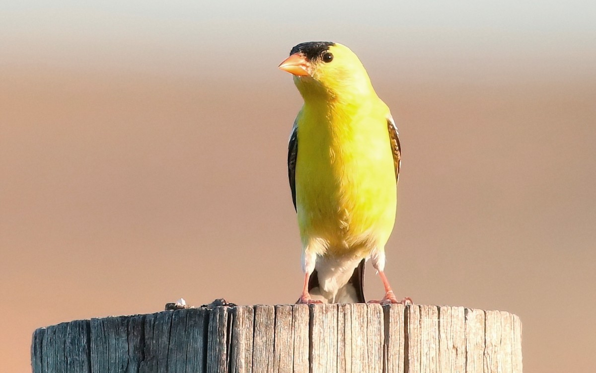 American Goldfinch - Mark  Ludwick