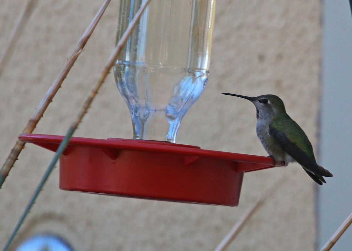 Costa's Hummingbird - ML619383833