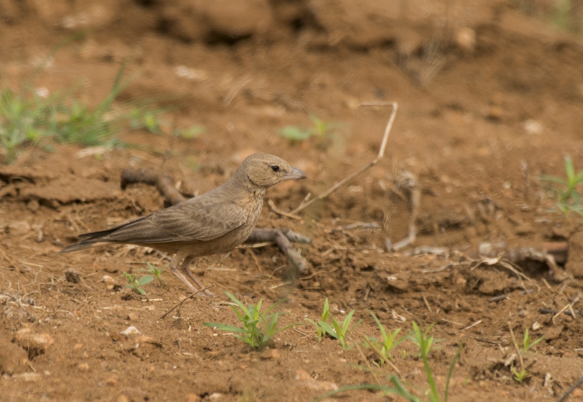 Rufous-tailed Lark - ML619383837