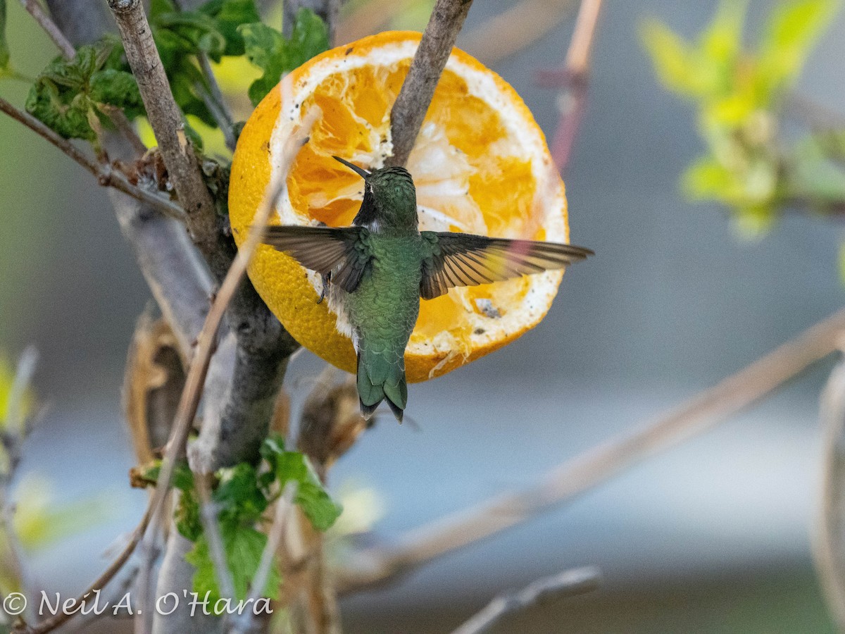 Black-chinned Hummingbird - Neil O'Hara