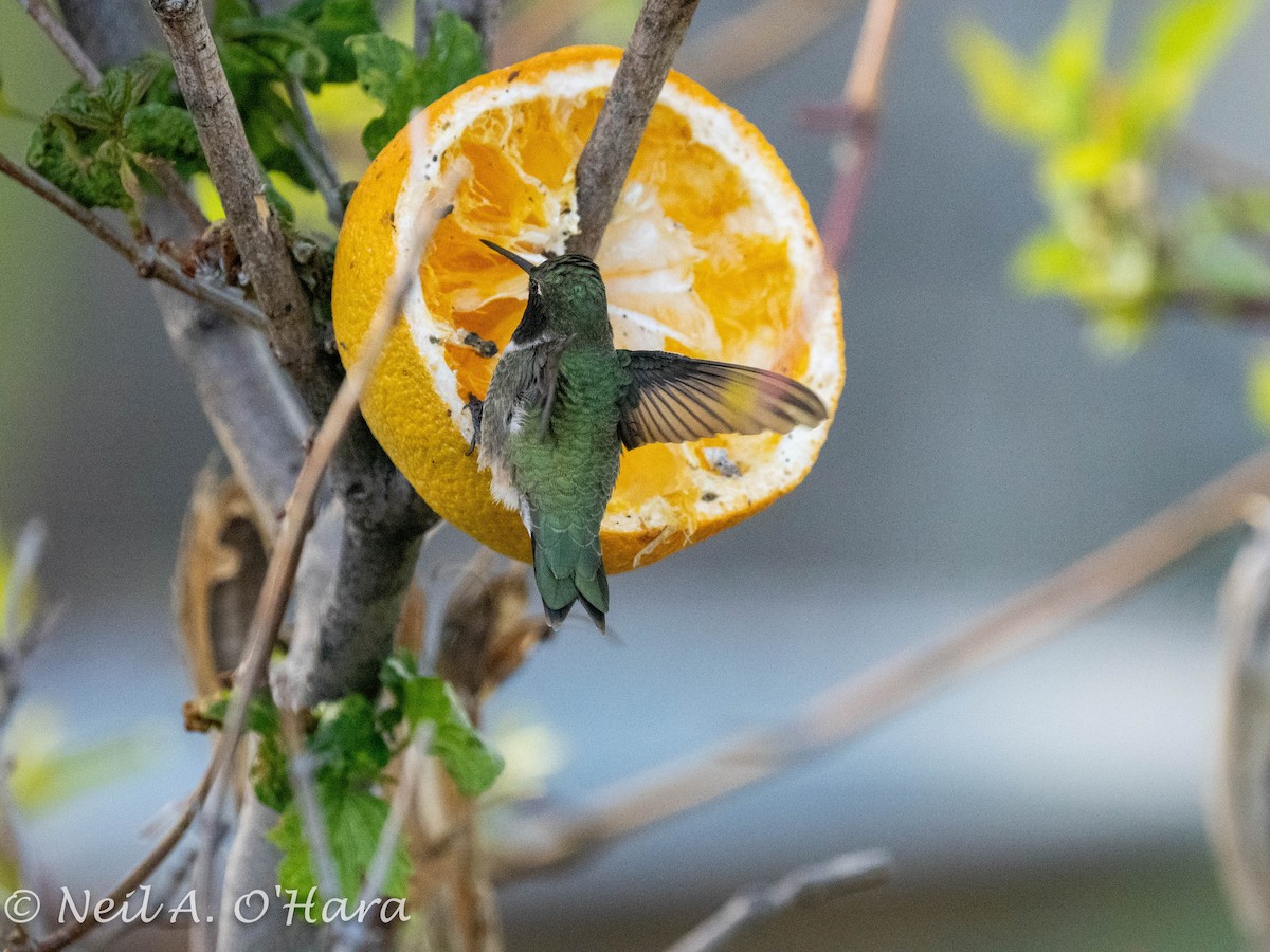 Black-chinned Hummingbird - Neil O'Hara