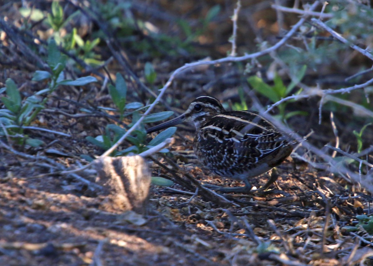 Wilson's Snipe - William Clark