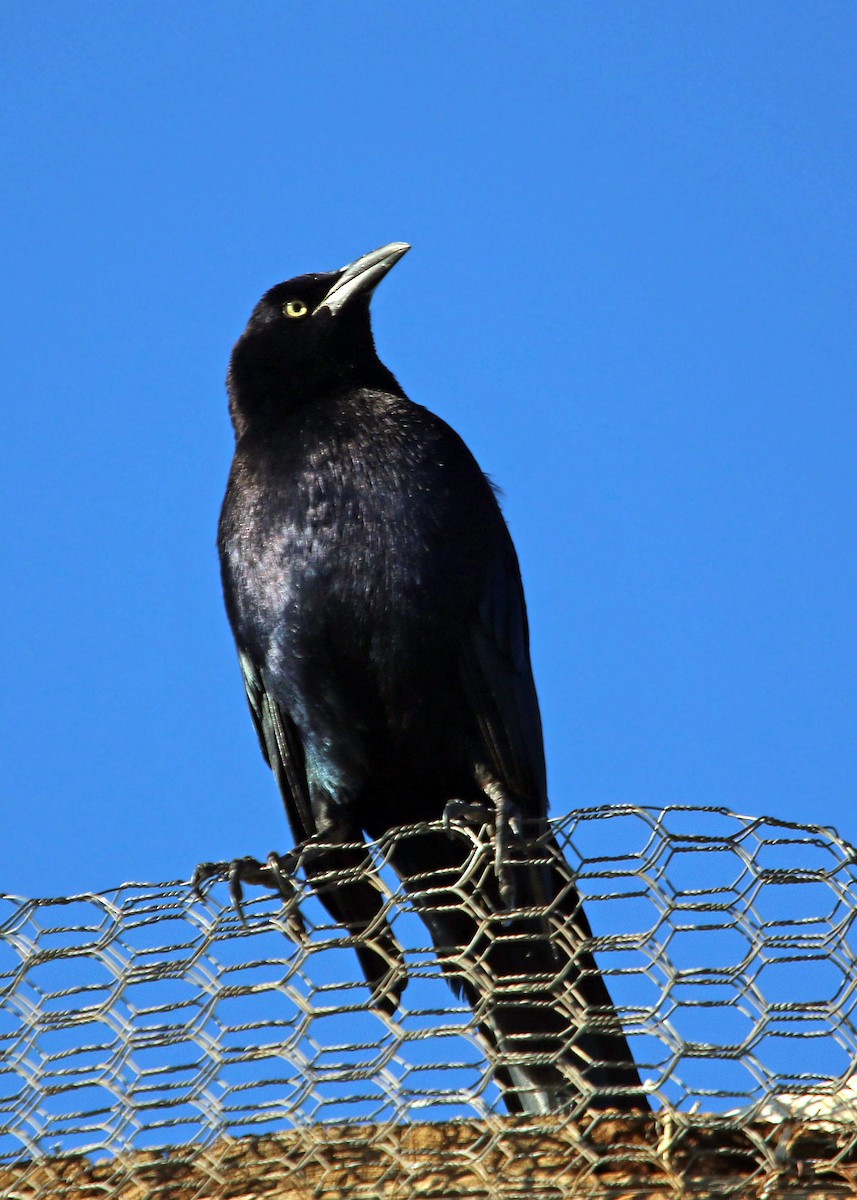 Great-tailed Grackle - William Clark