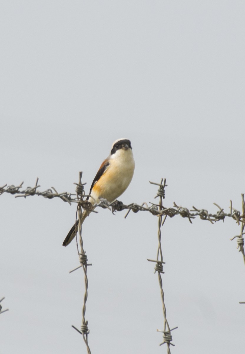 Bay-backed Shrike - ML619383855