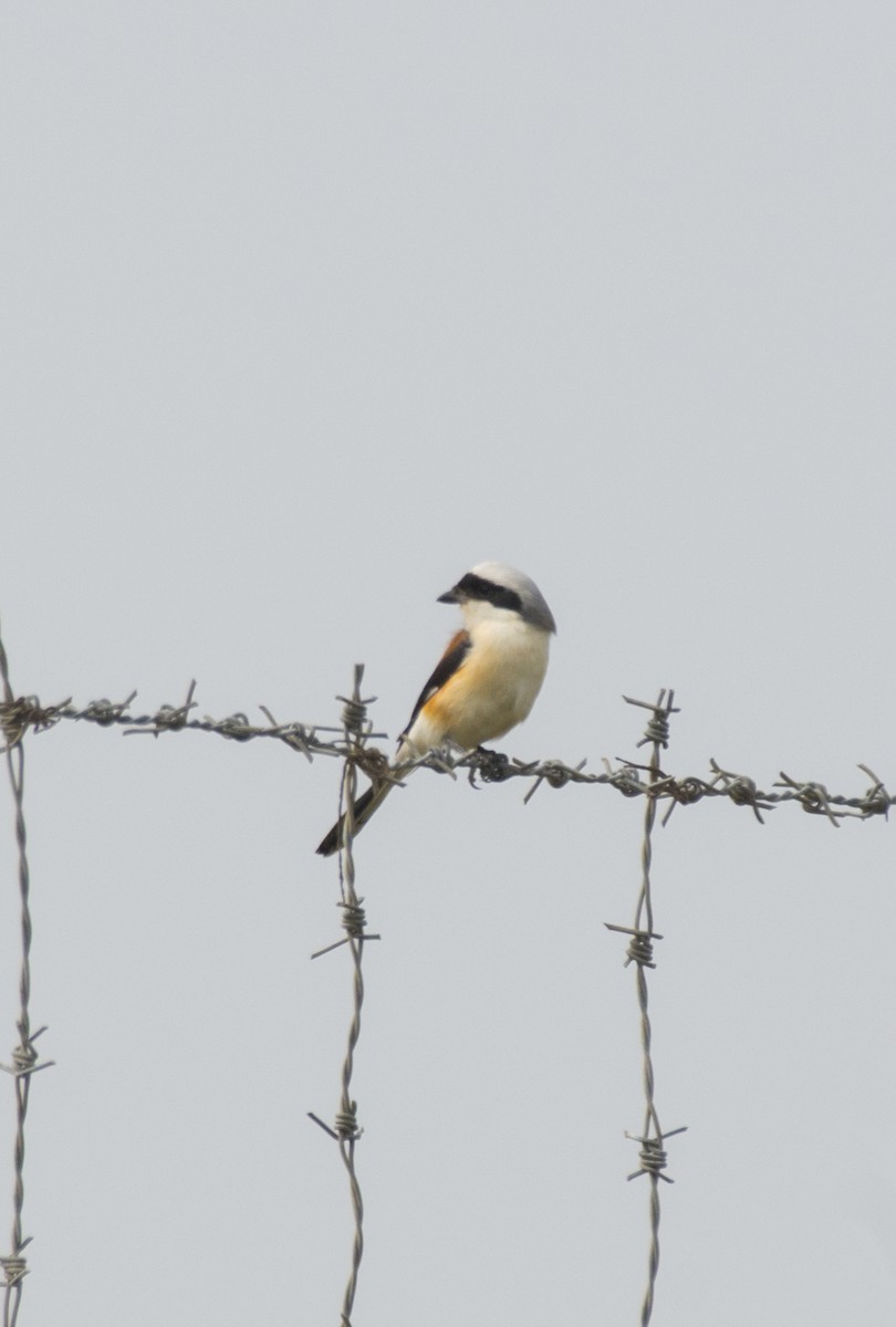 Bay-backed Shrike - Sathish Ramamoorthy