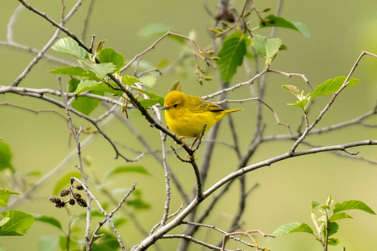 Yellow Warbler - patrick broom