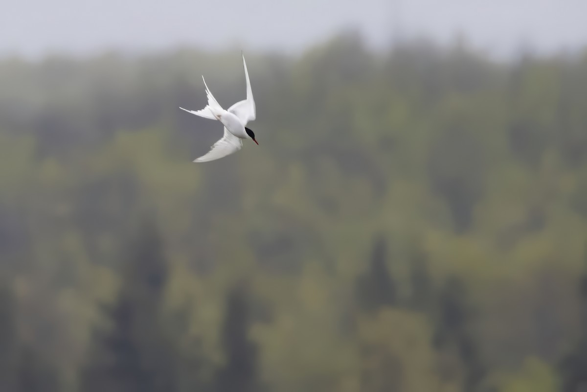 Arctic Tern - ML619383864