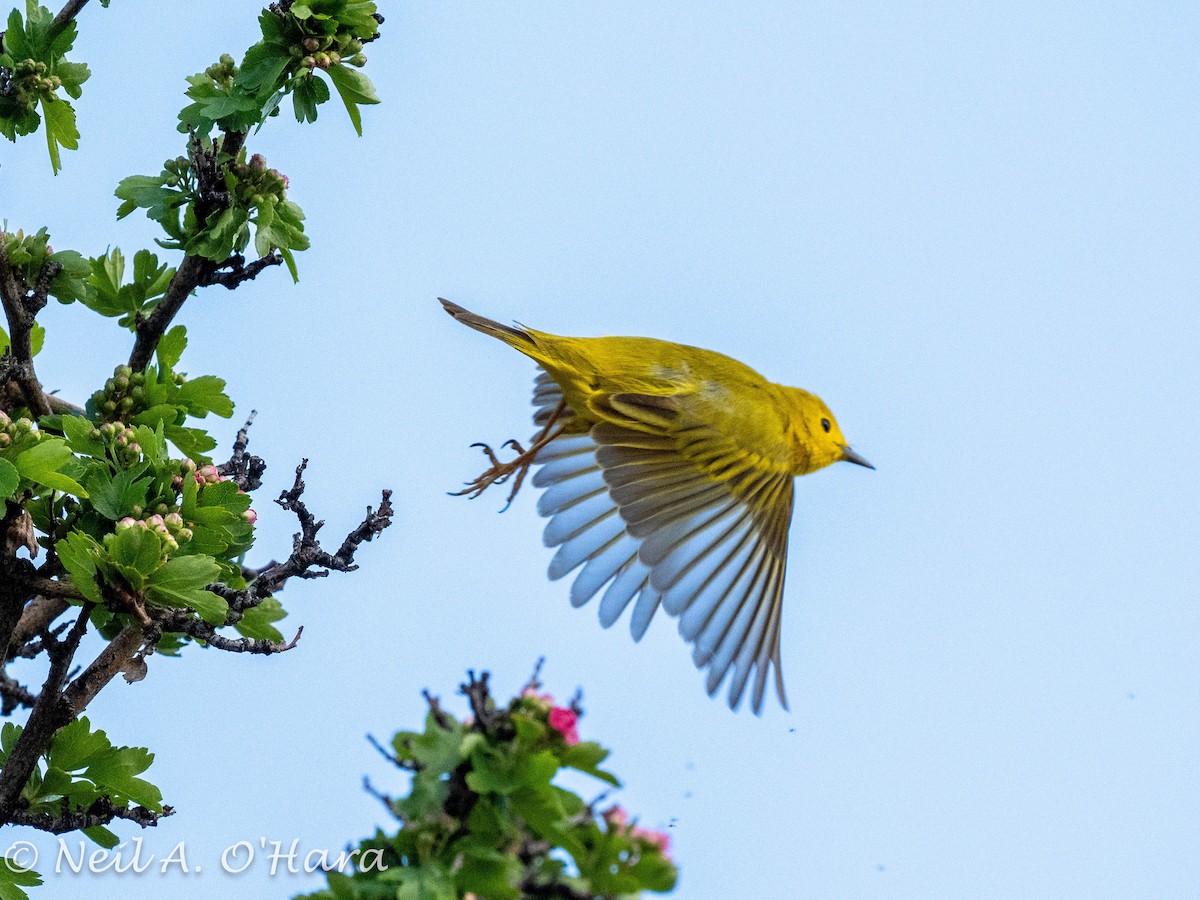 Yellow Warbler - Neil O'Hara