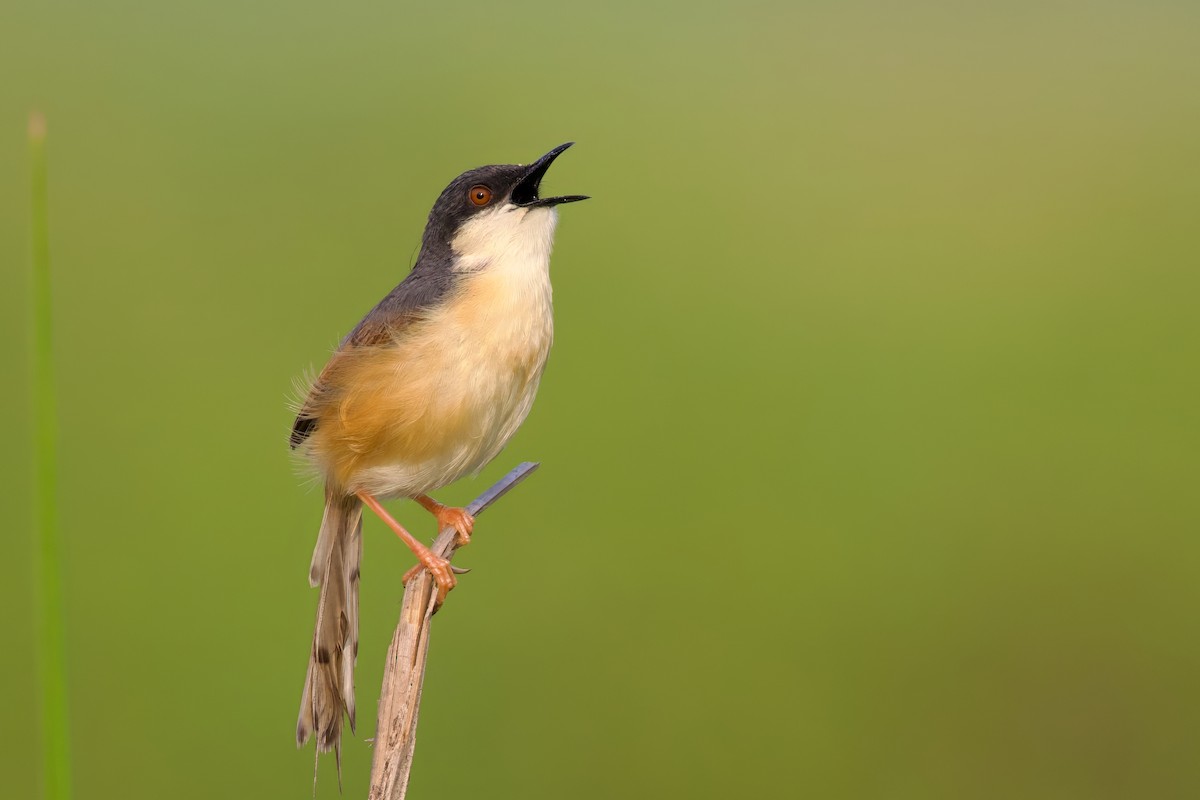 Ashy Prinia - Sourav Mandal