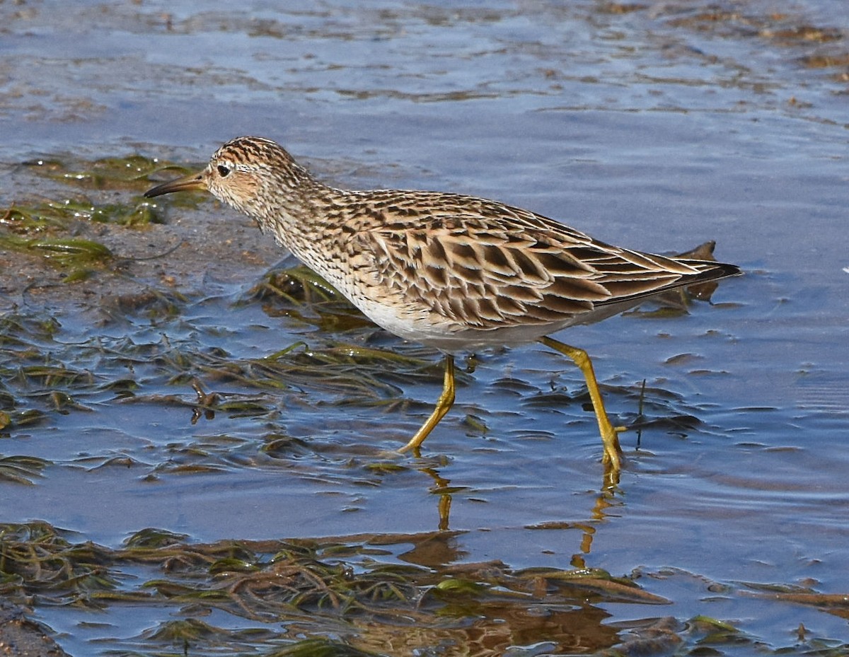 Pectoral Sandpiper - ML619383900