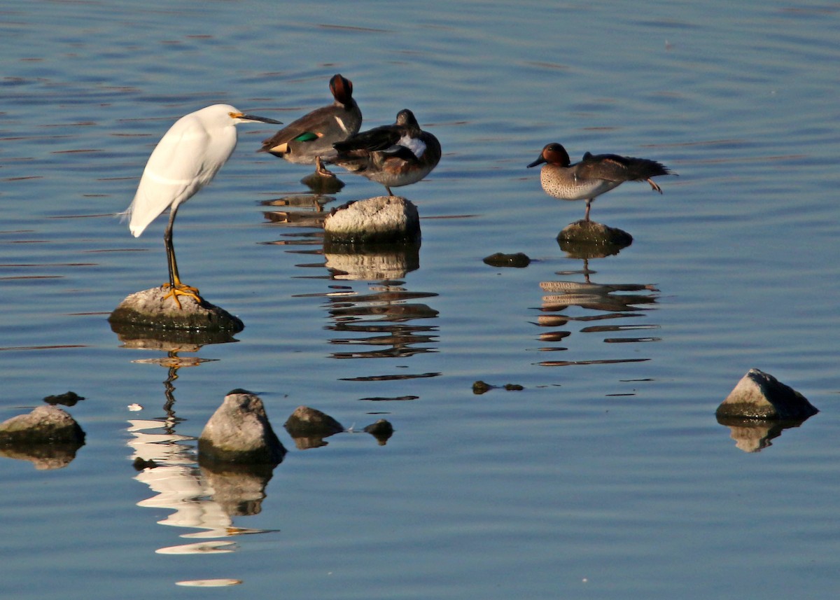 Green-winged Teal - ML619383901