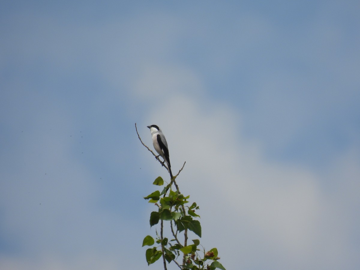 Lesser Gray Shrike - Anastasiya Dragun
