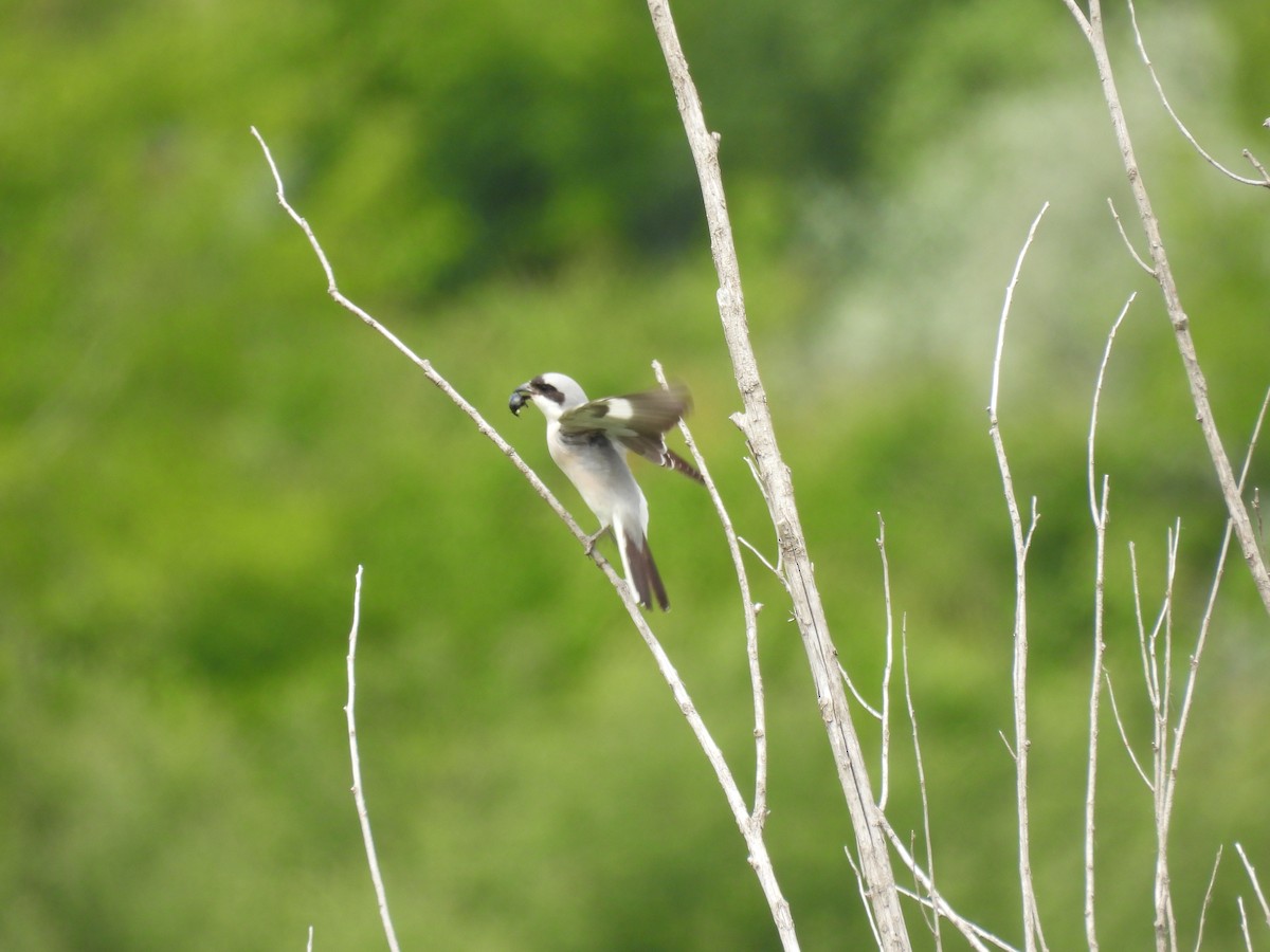 Lesser Gray Shrike - Anastasiya Dragun