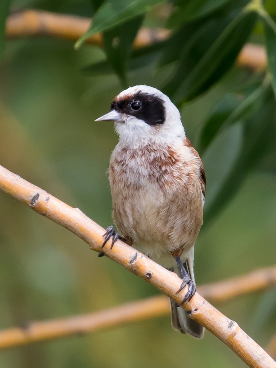 Eurasian Penduline-Tit - Milan Martic