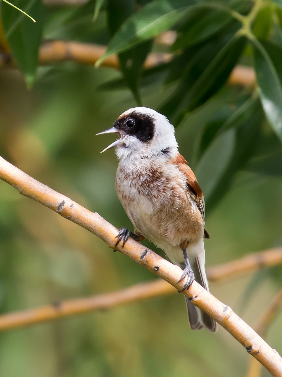 Eurasian Penduline-Tit - Milan Martic