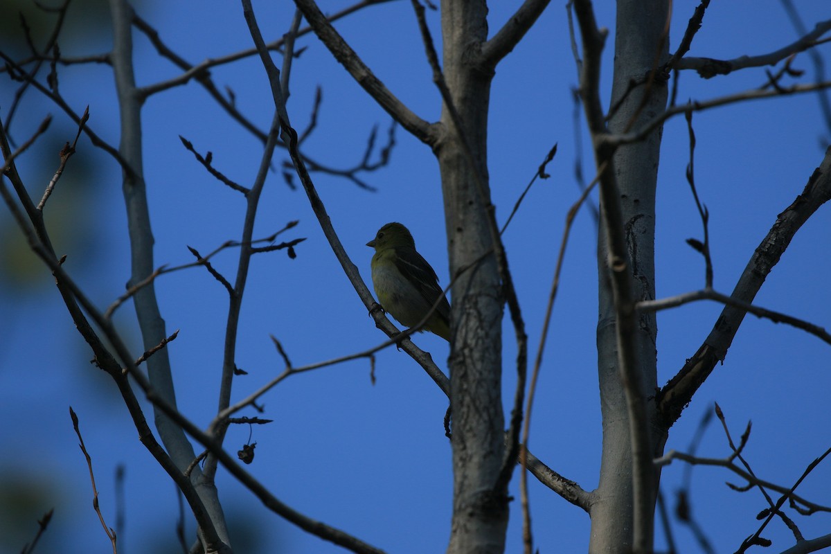 Western Tanager - ML619383917