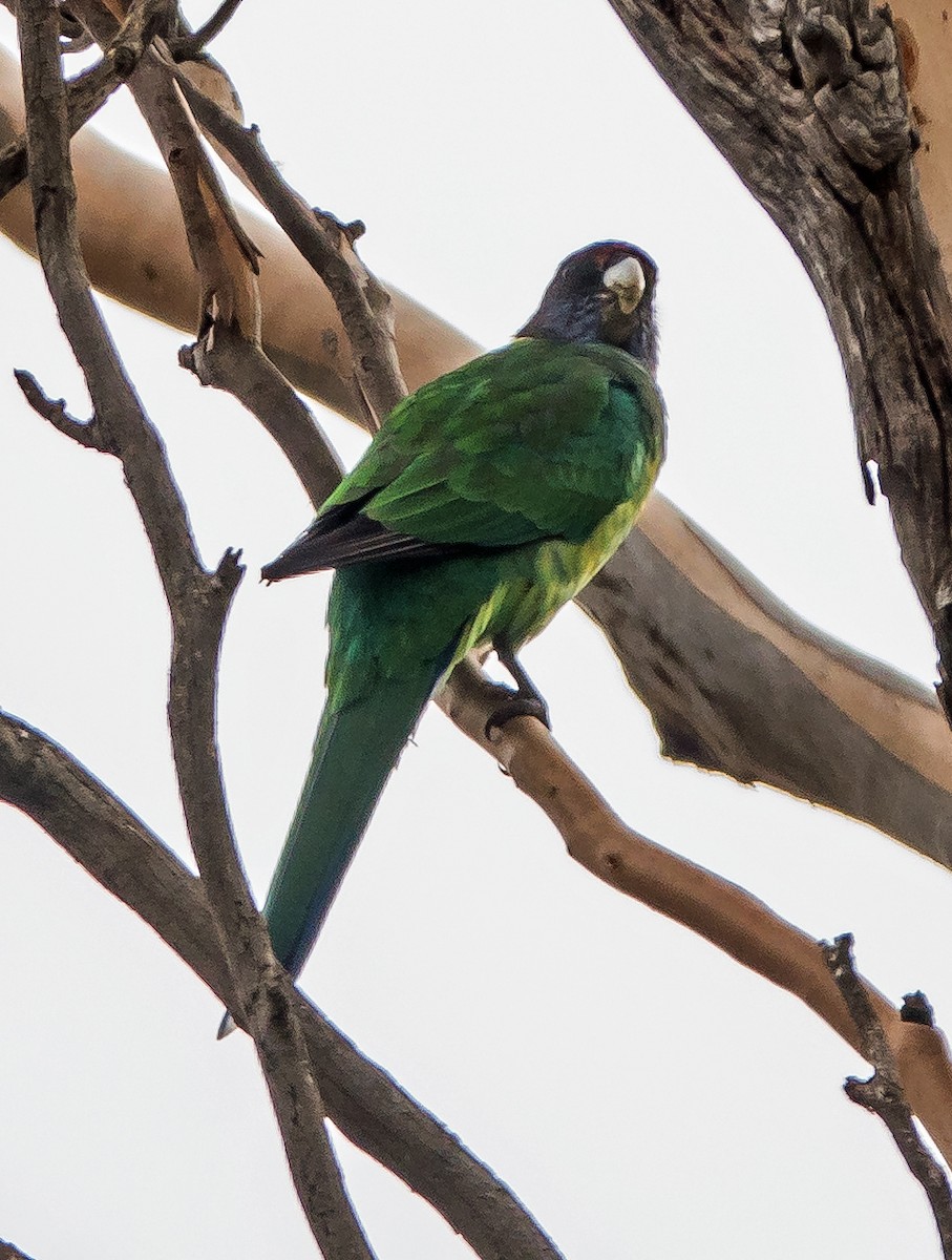 Australian Ringneck - Russell Scott