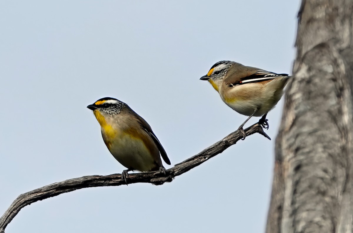 Striated Pardalote - Russell Scott