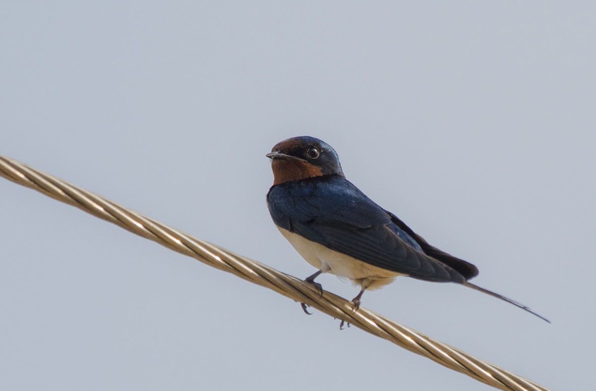 Barn Swallow - Sathish Ramamoorthy