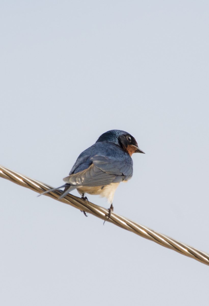 Barn Swallow - Sathish Ramamoorthy