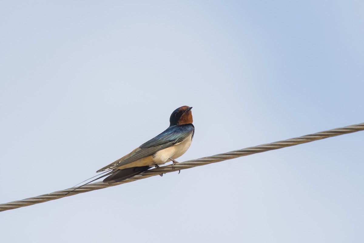 Barn Swallow - Sathish Ramamoorthy
