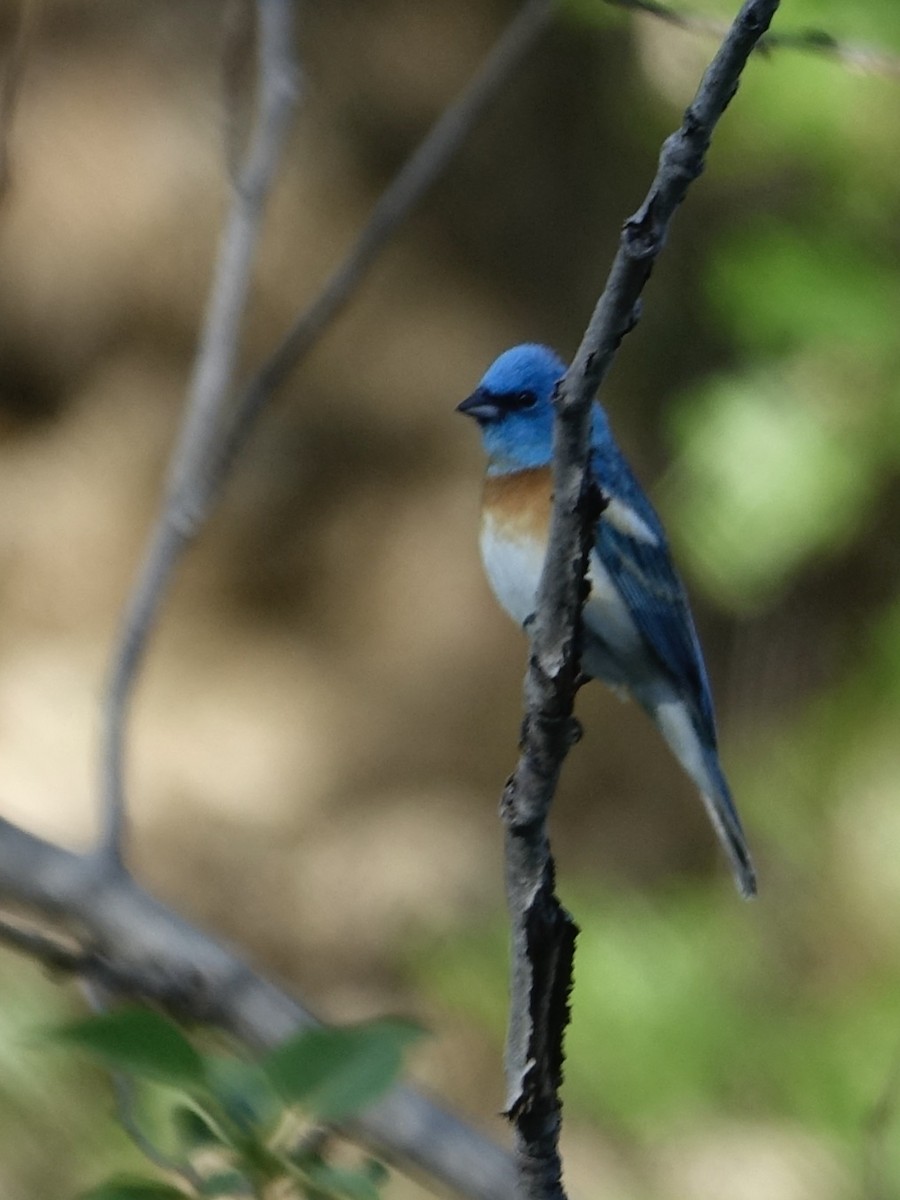 Lazuli Bunting - ML619383931