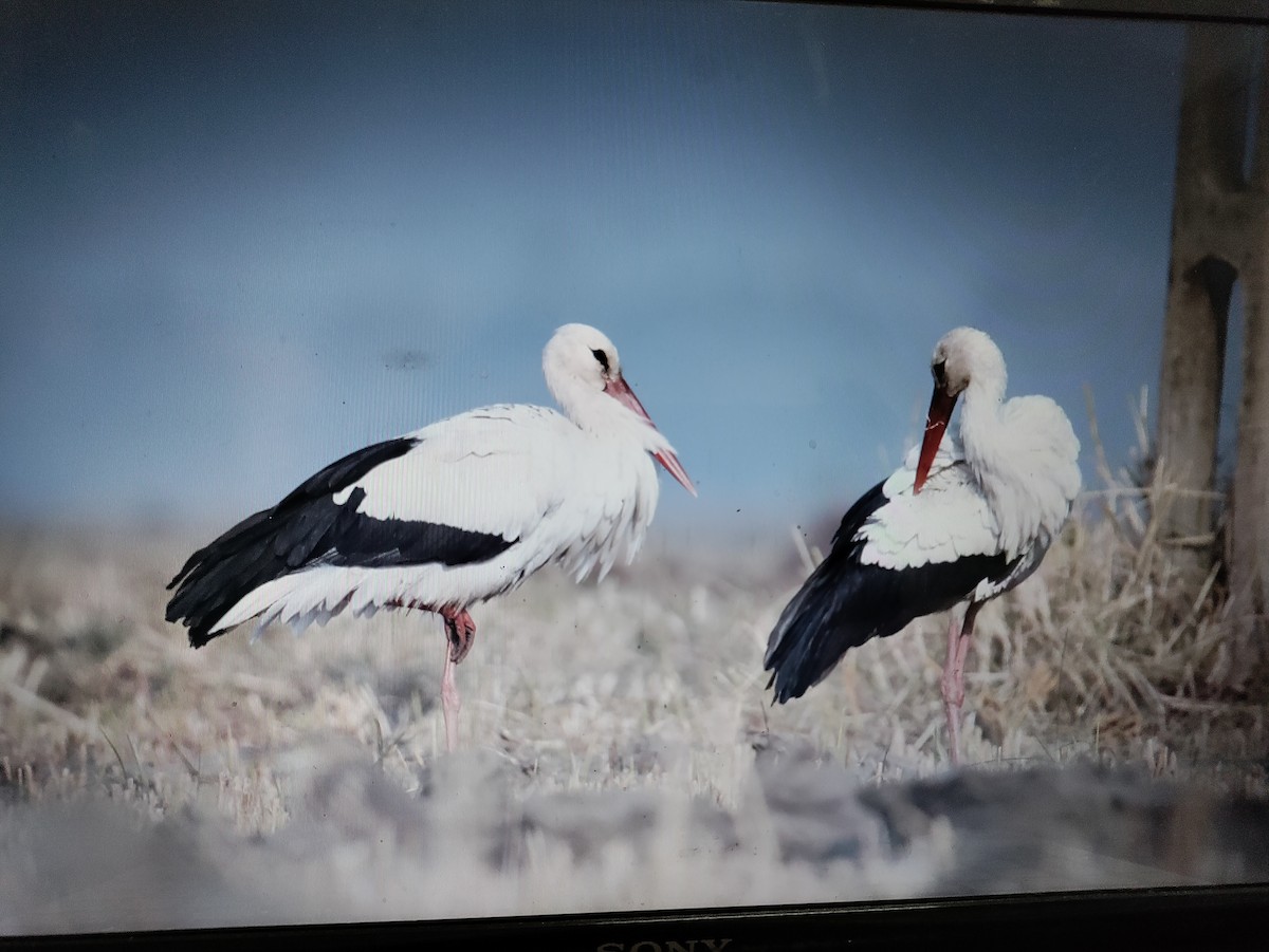 White Stork - ML619383936