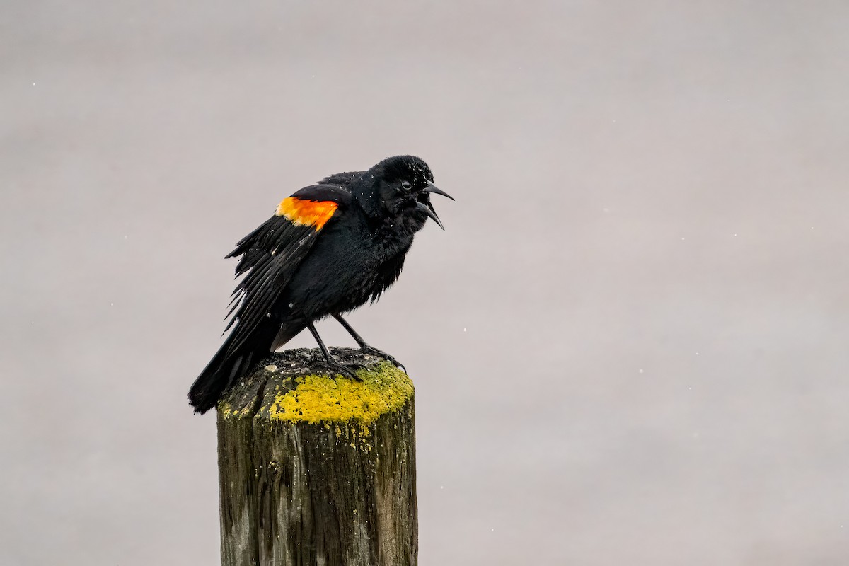 Red-winged Blackbird - patrick broom