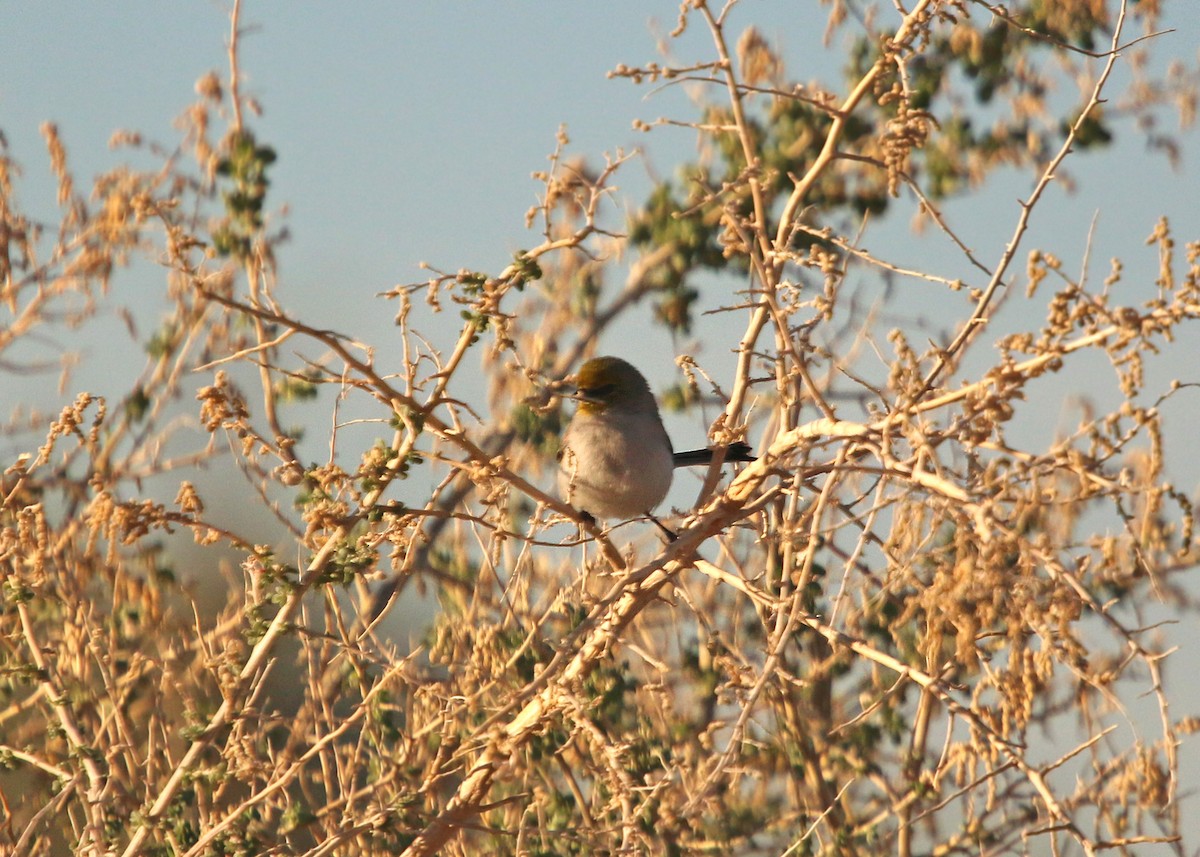 Verdin - William Clark