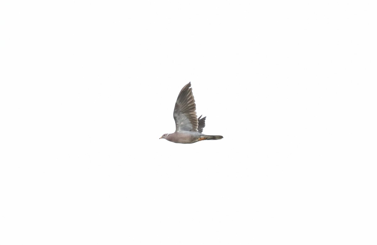 Band-tailed Pigeon - Hannah Toutonghi