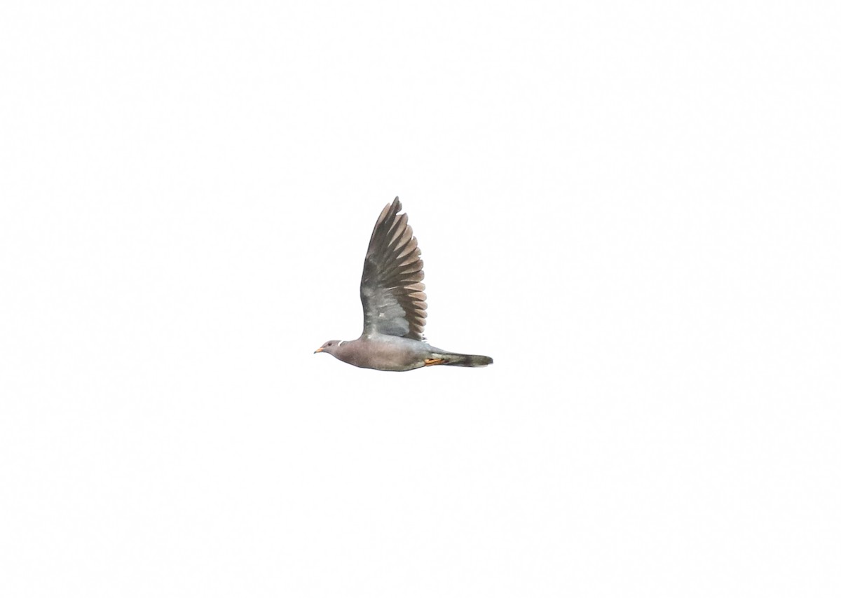 Pigeon à queue barrée - ML619383950