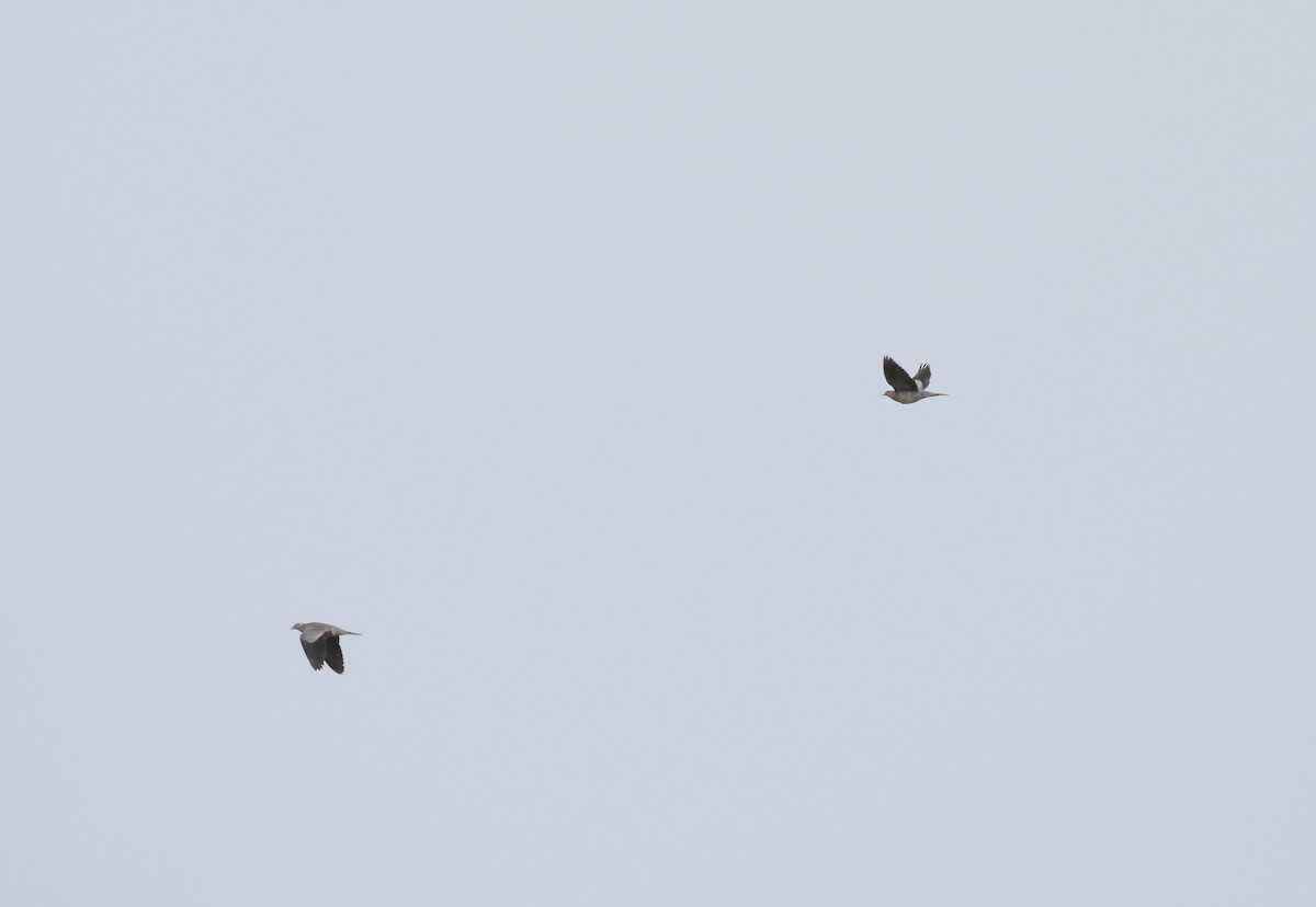 Pigeon à queue barrée - ML619383952