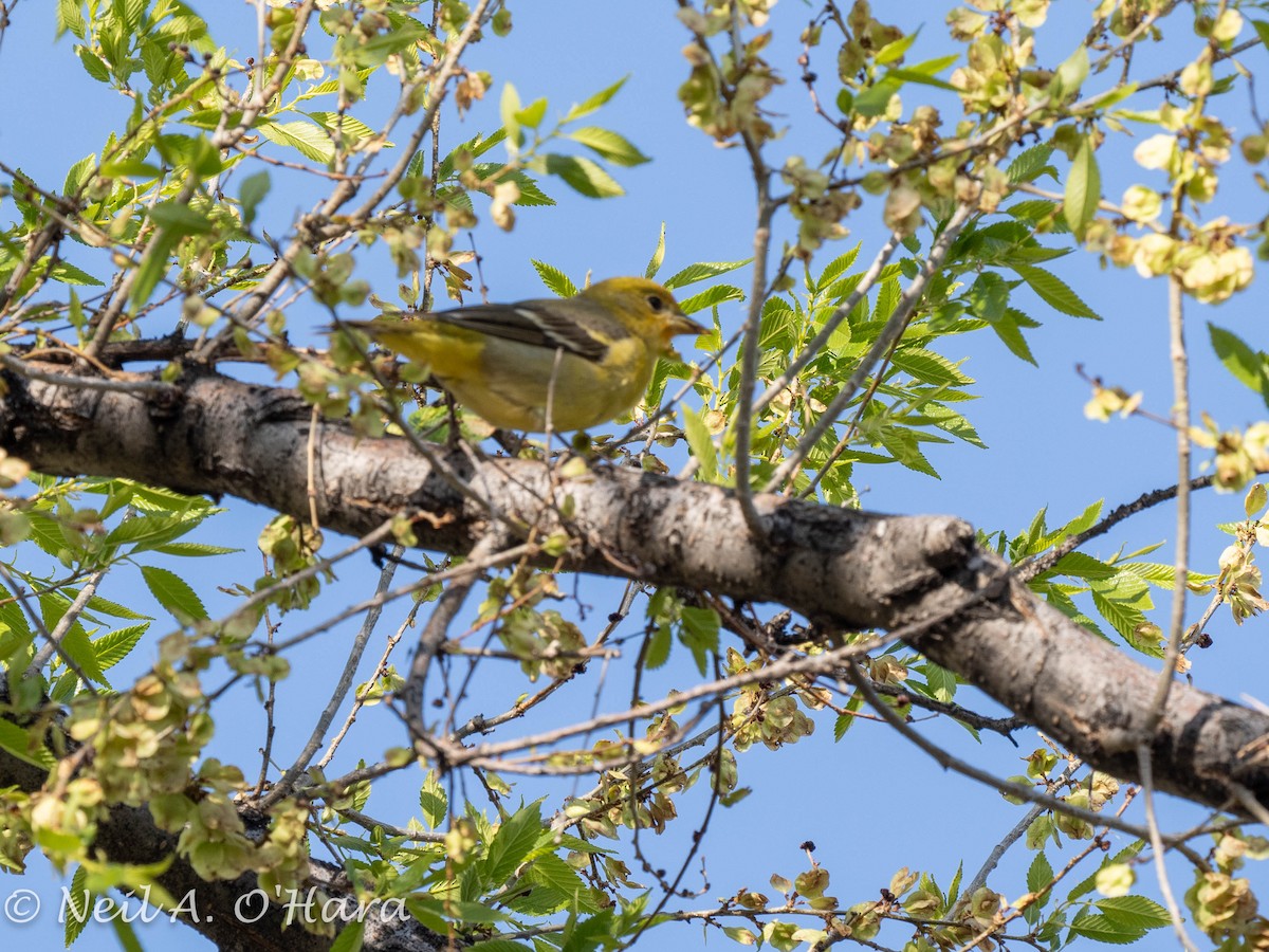 Bullock's Oriole - Neil O'Hara