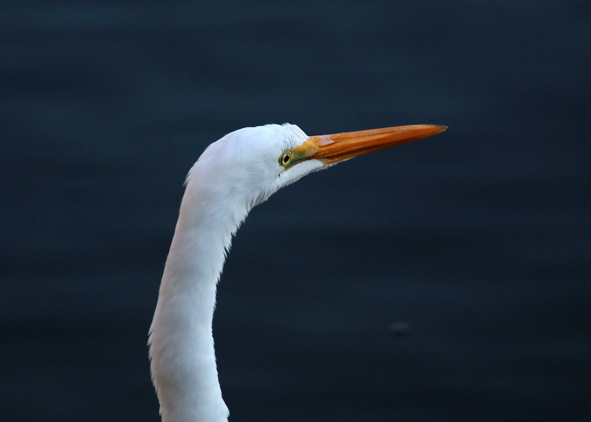 Great Egret - ML619383978