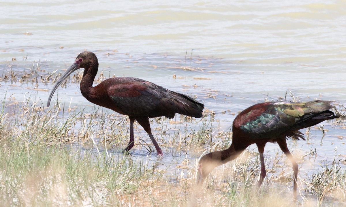 White-faced Ibis - Nick Pulcinella