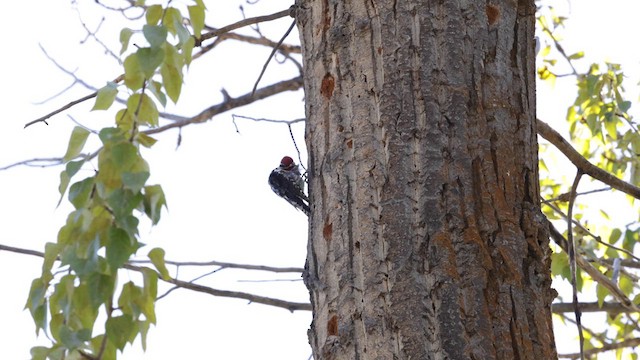 Red-naped Sapsucker - ML619383995