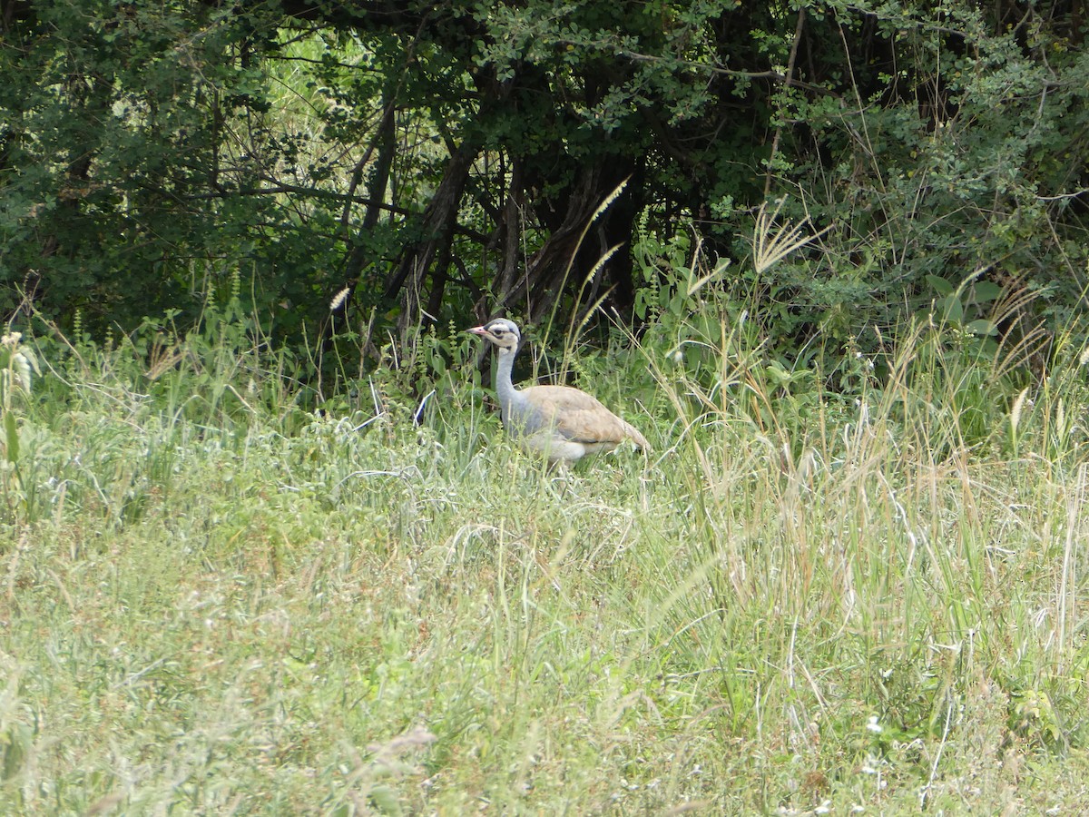 White-bellied Bustard - ML619383996