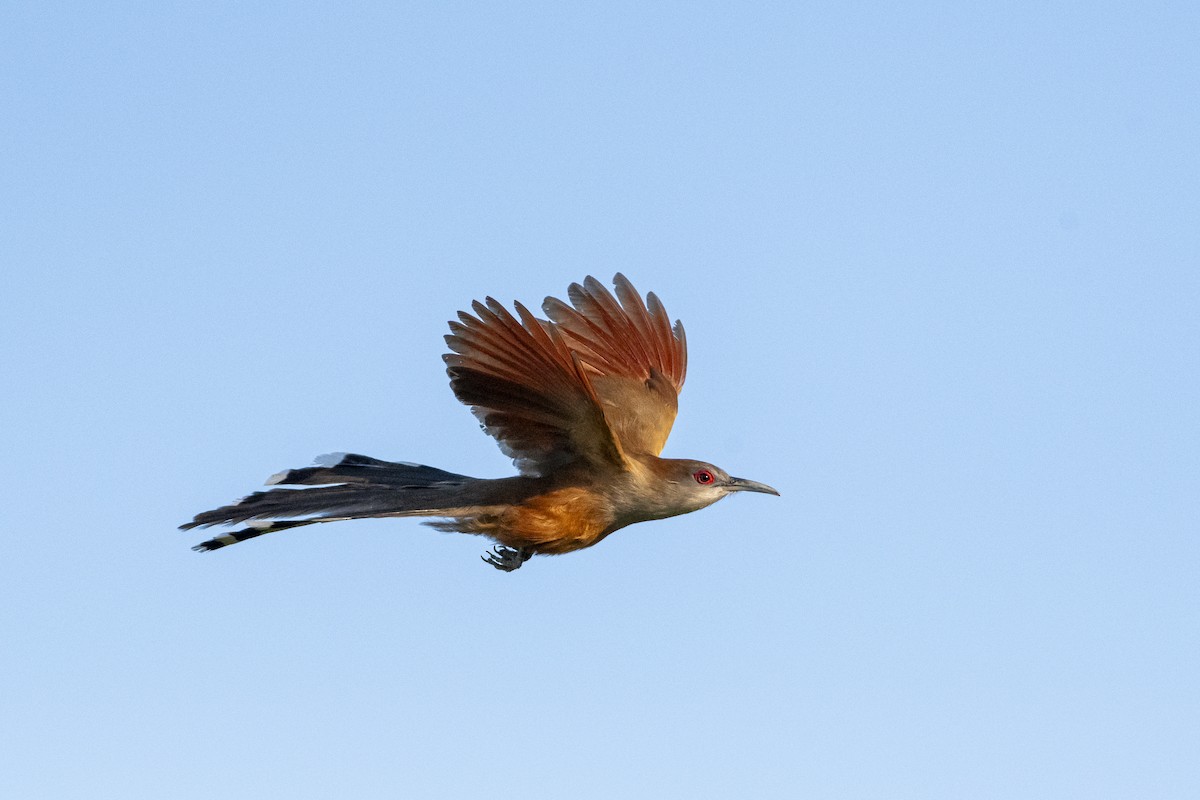 Great Lizard-Cuckoo - ML619384029