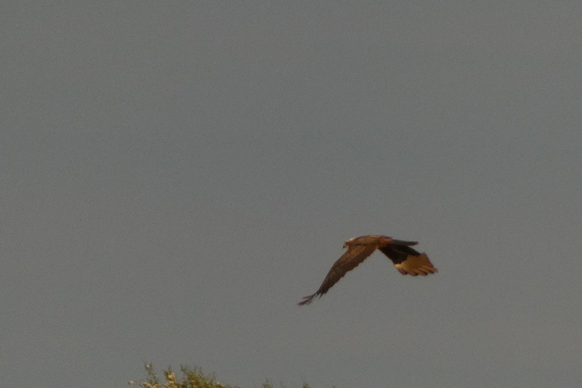 Western Marsh Harrier - ML619384036