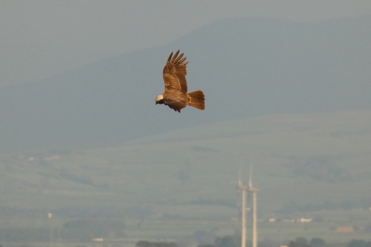 Western Marsh Harrier - ML619384037