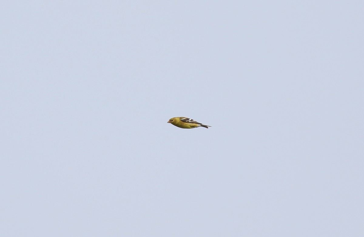 American Goldfinch - ML619384044