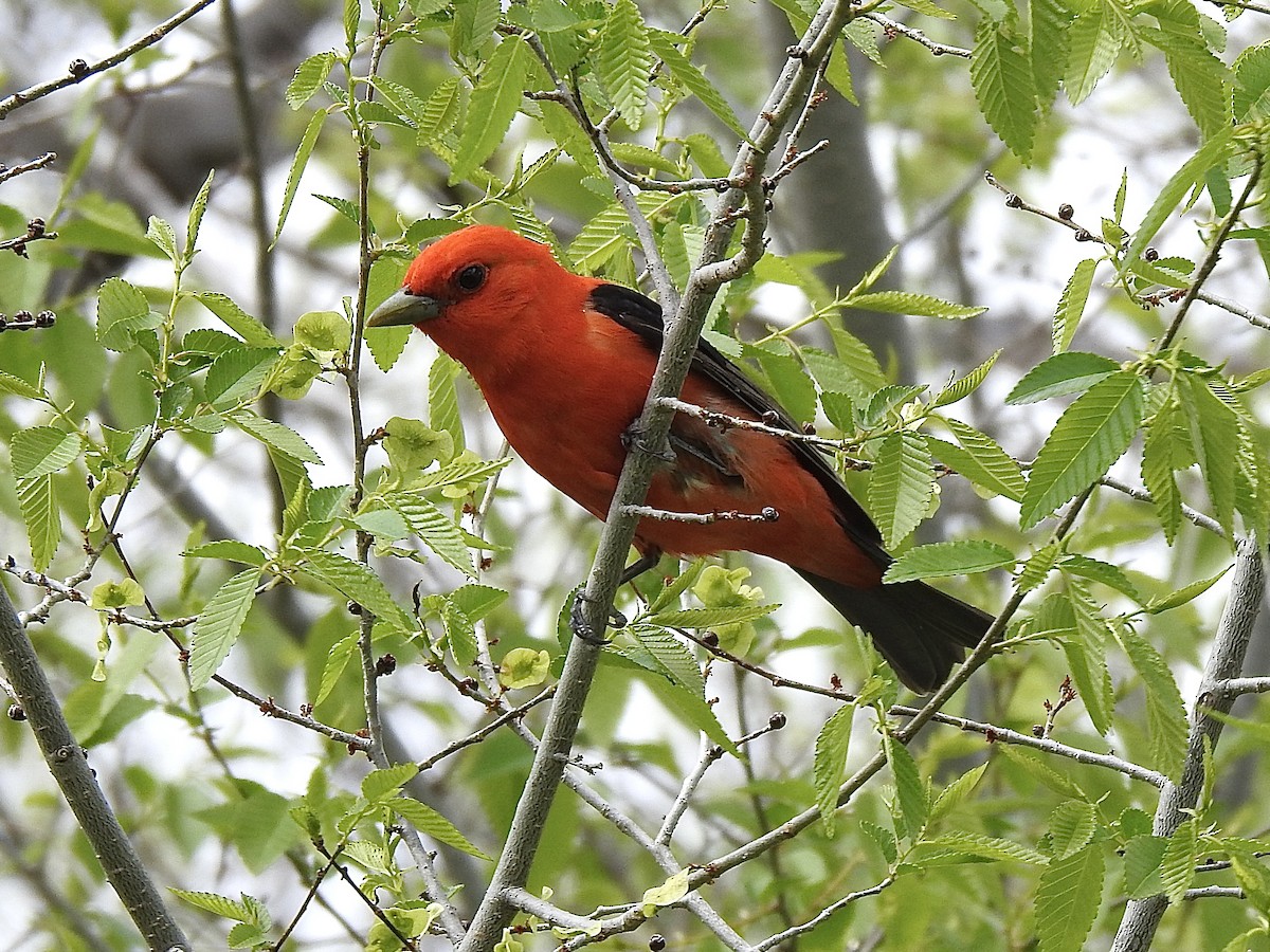 Scarlet Tanager - ML619384050