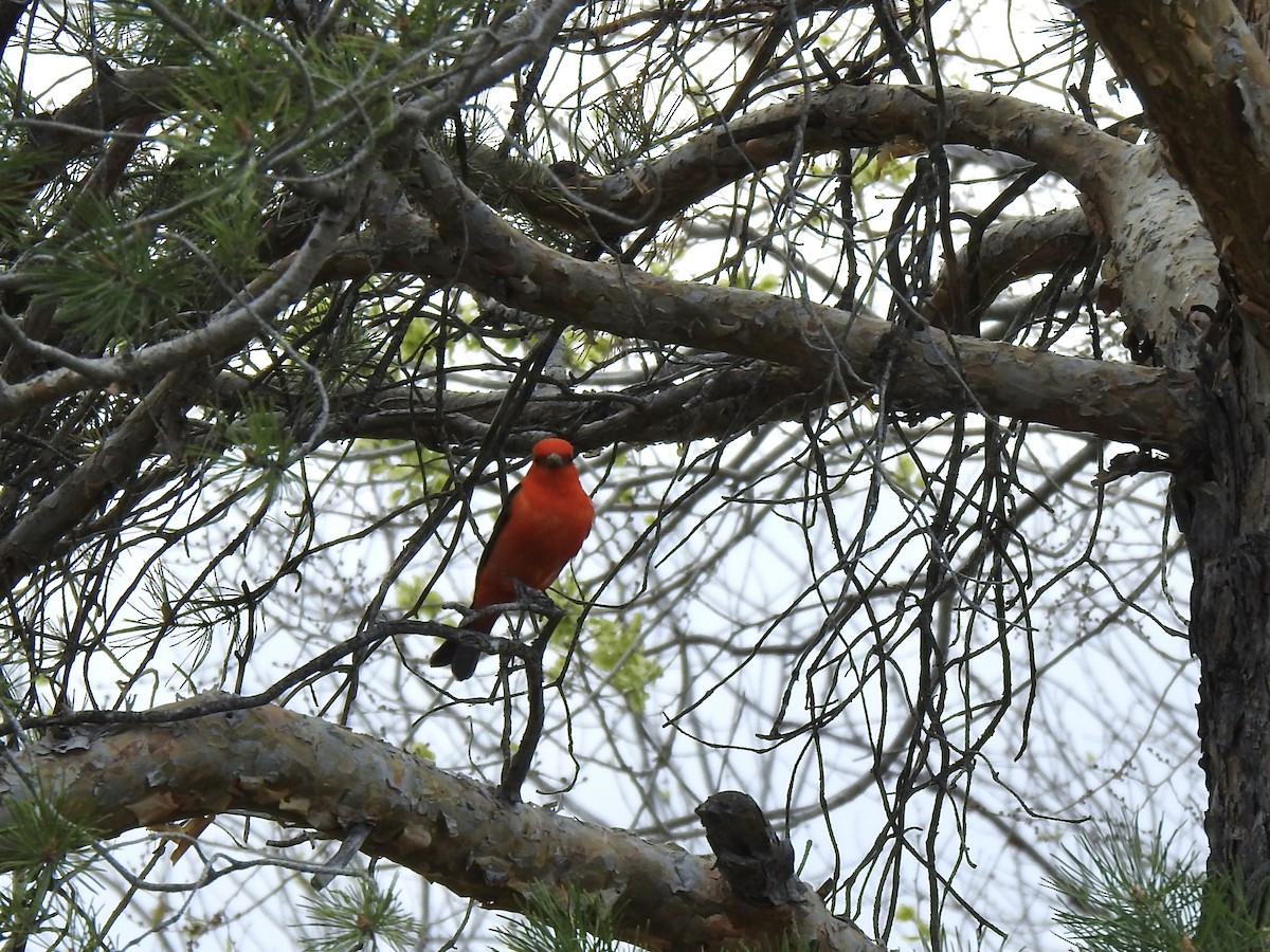 Scarlet Tanager - ML619384051