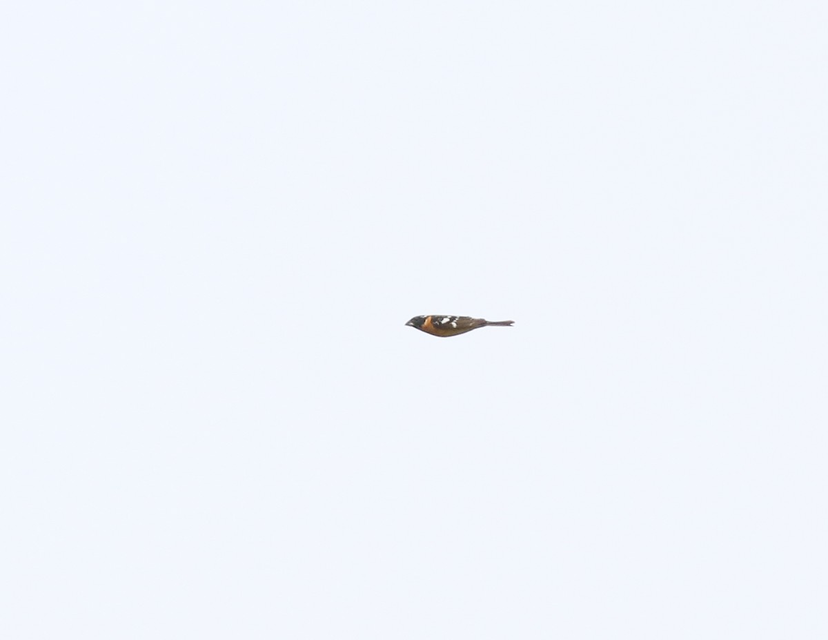 Black-headed Grosbeak - ML619384066