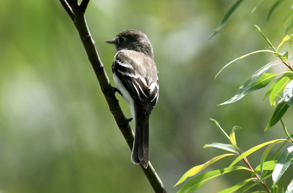 Least Flycatcher - jean pierre machet