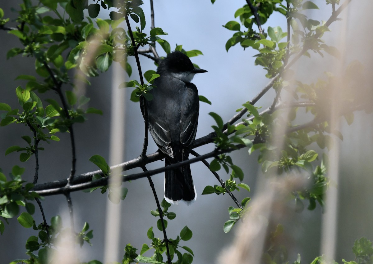 Eastern Kingbird - jean pierre machet