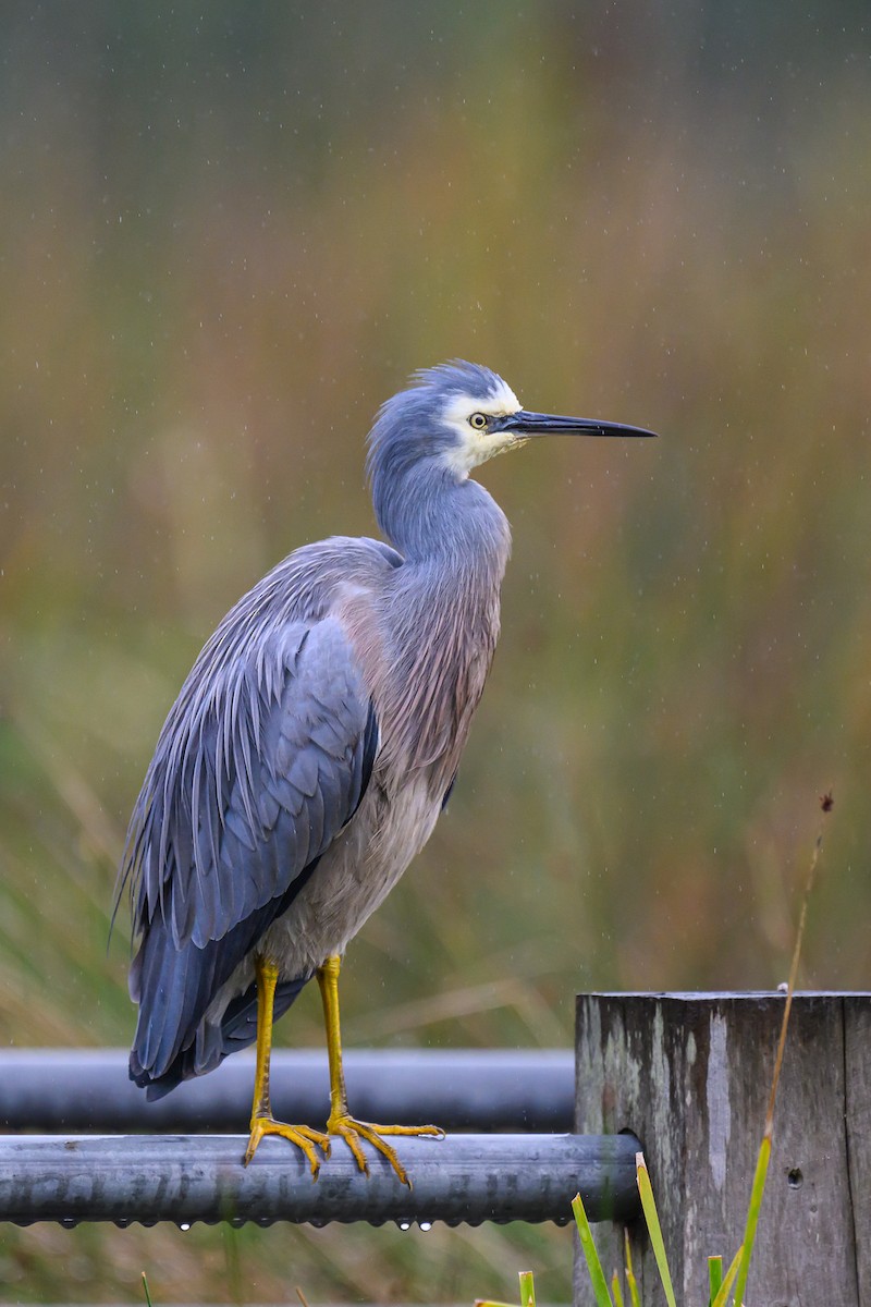 White-faced Heron - Eric Yeo