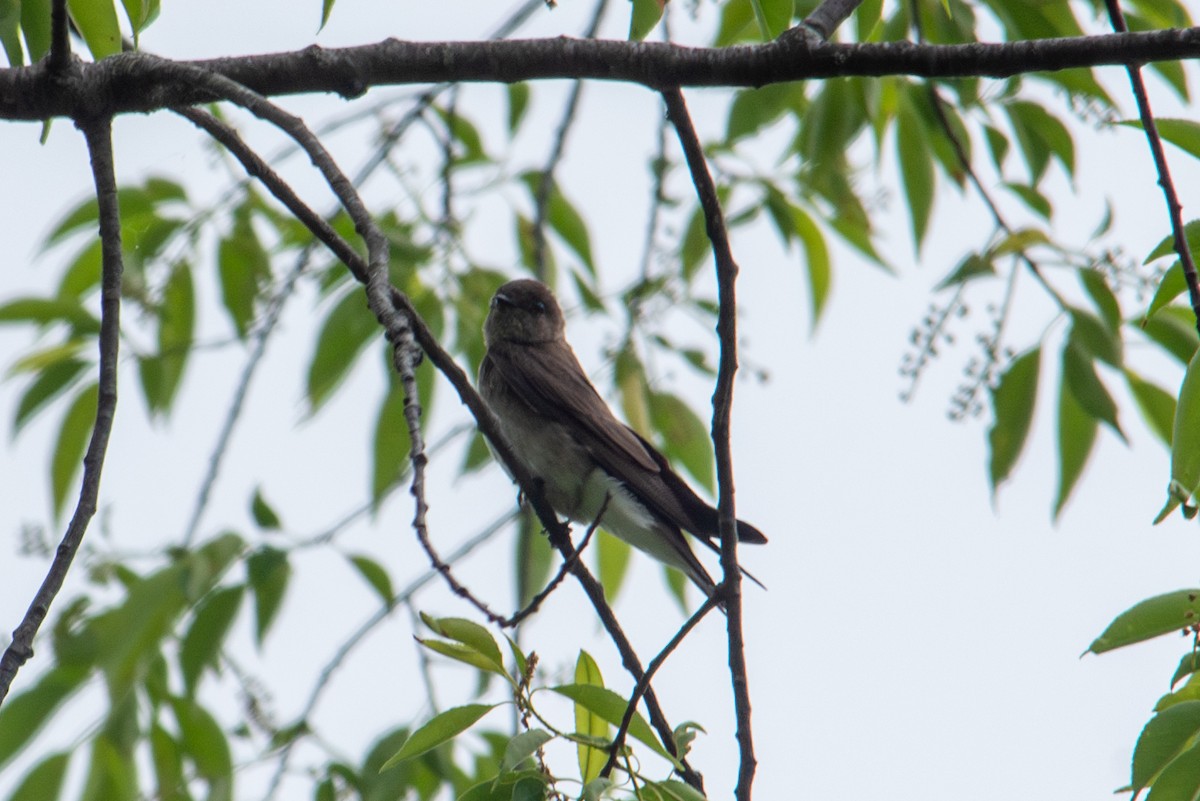 Northern Rough-winged Swallow - Yixiao Liu